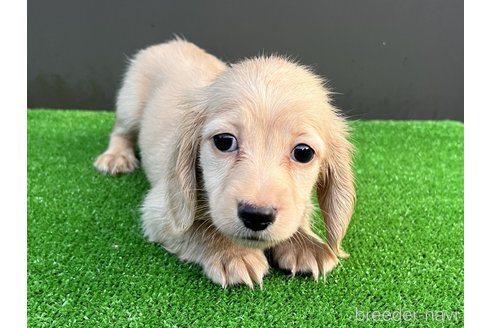 成約済の兵庫県のカニンヘンダックスフンド(ロングヘアード)-326973の3枚目